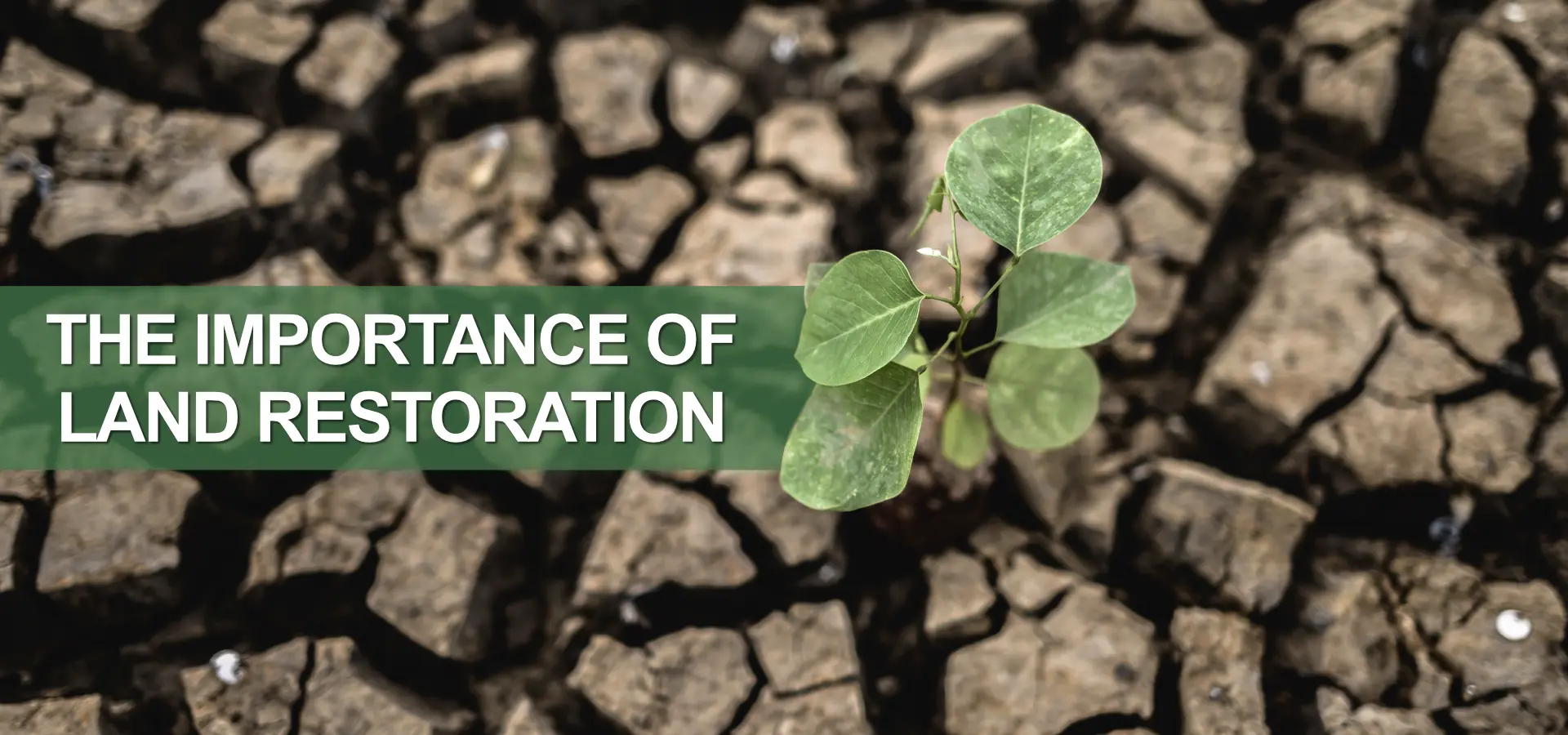 The Importance of Land Restoration The Importance of Land Restoration World Environment Day 2024 Theme