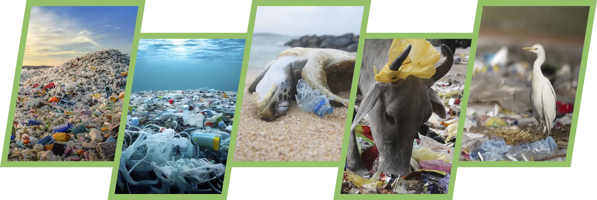 Impact of Plastic Pollution